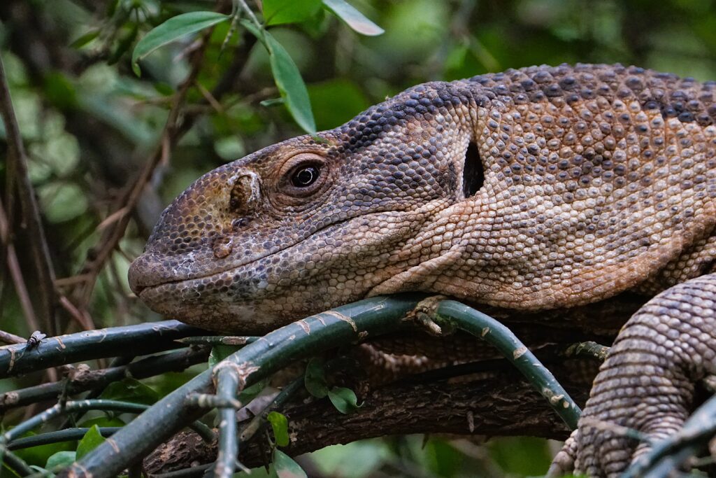 Varanus albigularis microstictus